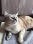 Lily (1)6
